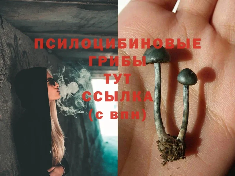 Псилоцибиновые грибы Psilocybe  ссылка на мегу как зайти  Менделеевск 